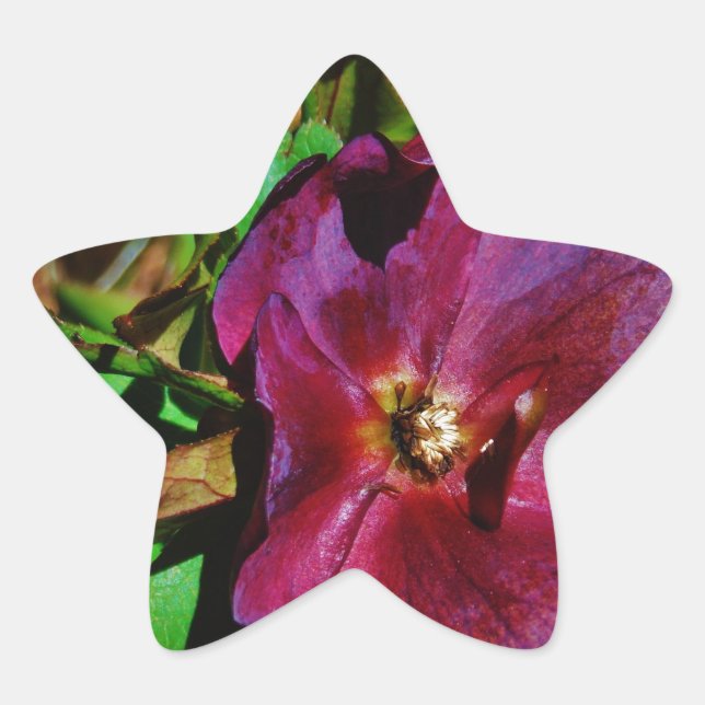 Burgundy Pink Lenten Rose Star Sticker (Front)
