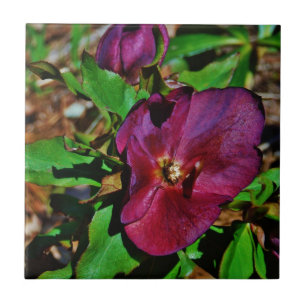 Burgundy Pink Lenten Rose Tile