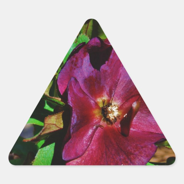 Burgundy Pink Lenten Rose Triangle Sticker (Front)