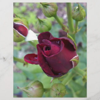 Burgundy rose after rain