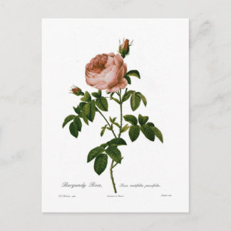 Burgundy Rose Postcard