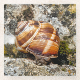 Burgundy snail glass coaster