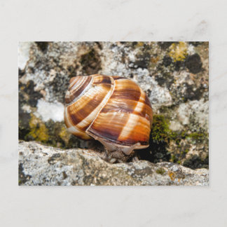 Burgundy snail postcard