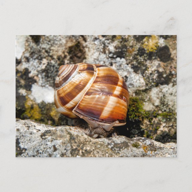 Burgundy snail  postcard (Front)