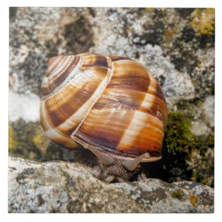 Burgundy snail tile