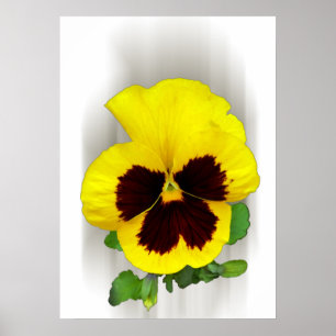burgundy yellow pansy poster