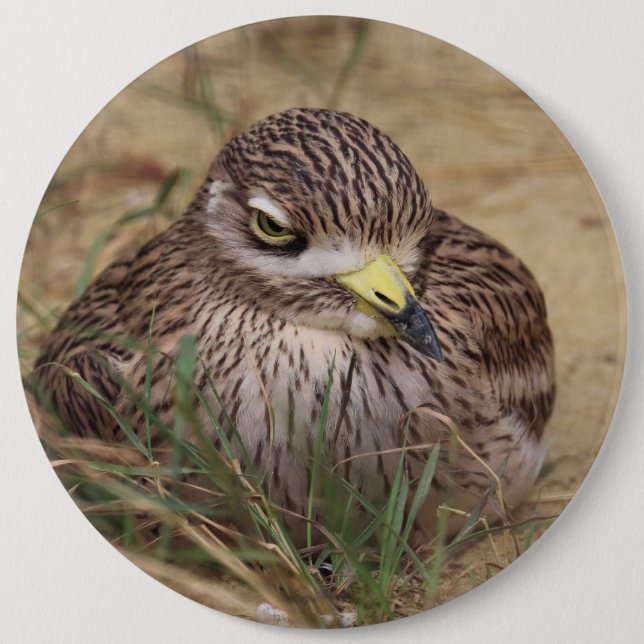 Burhinus oedicnemus 6 cm round badge (Front)