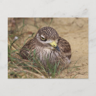 Burhinus oedicnemus postcard