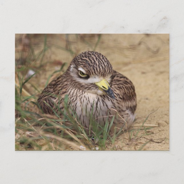 Burhinus oedicnemus postcard (Front)