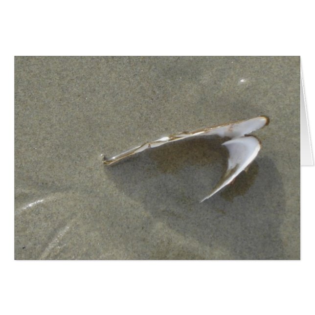 Buried Sea Shell (Front Horizontal)