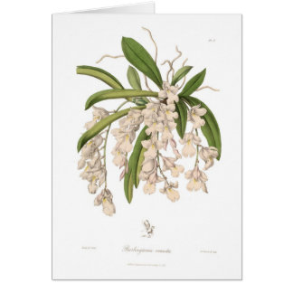 Burlingtonia venusta