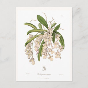 Burlingtonia venusta postcard