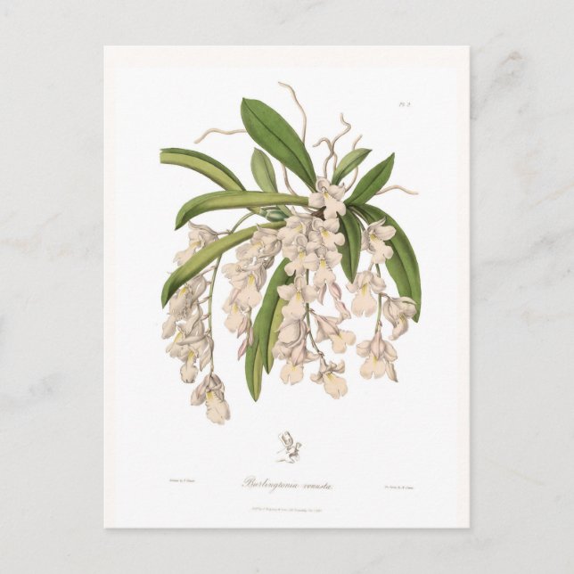 Burlingtonia venusta postcard (Front)