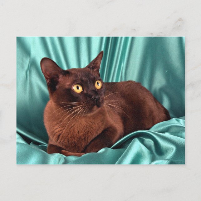 Burmese, brown postcard (Front)