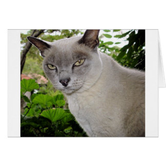 Burmese Cat
