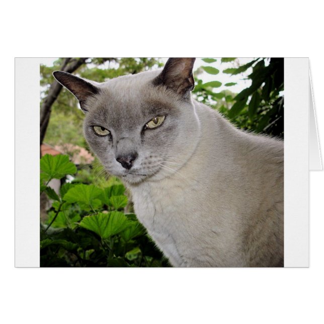 Burmese Cat (Front Horizontal)