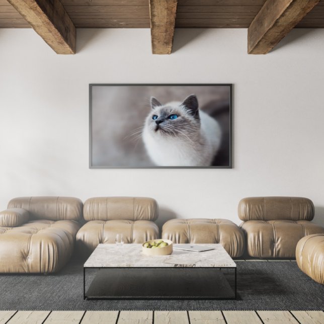 Burmese Cat with Stunning Blue Eyes Poster (Creator Uploaded)