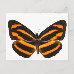Burmese Lascar Butterfly Postcard
