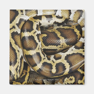 Burmese python magnet