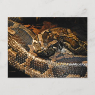 Burmese Python Postcard