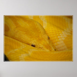Burmese Python Poster