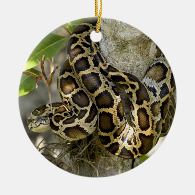 Burmese Python Snake in a tree Ceramic Tree Decoration (Front)
