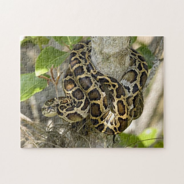Burmese Python Snake Jigsaw Puzzle (Horizontal)