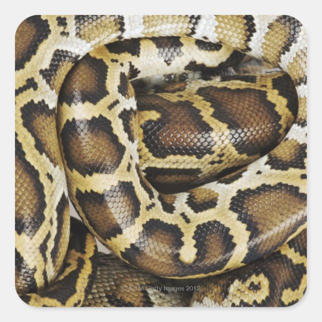 Burmese python square sticker (Front)