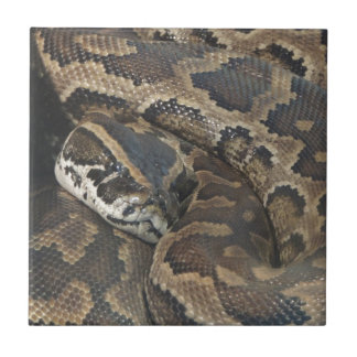 Burmese Python Tile