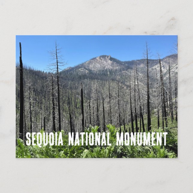 Burned Trees in Sequoia National Forest Postcard (Front)