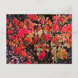 Burning Bush Abstract Postcard