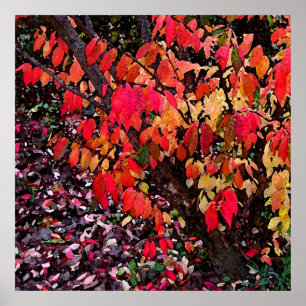 Burning Bush Abstract Poster