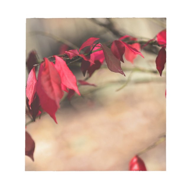 Burning Bush Autumn Foliage - Euonymus alatus Notepad (Front)