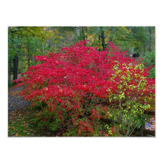 Burning Bush Photo Print (Front)