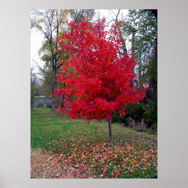 Burning Bush Poster (Front)