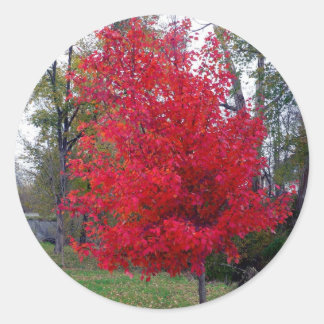 Burning Bush Sticker