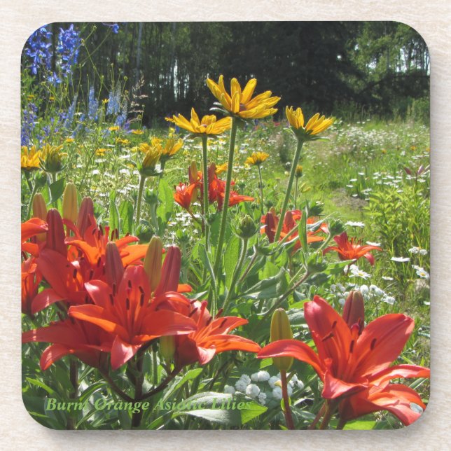 Burnt Orange Asiatic Lilies Summer Garden Coaster (Front)