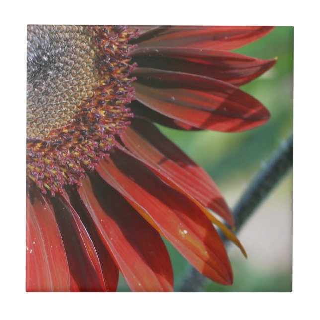 Burnt Orange Sunflower Petals Nature Tile (Front)
