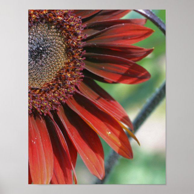 Burnt Orange Sunflower Petals  Poster (Front)