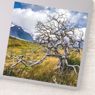 Burnt tree, Torres del Paine, Chile