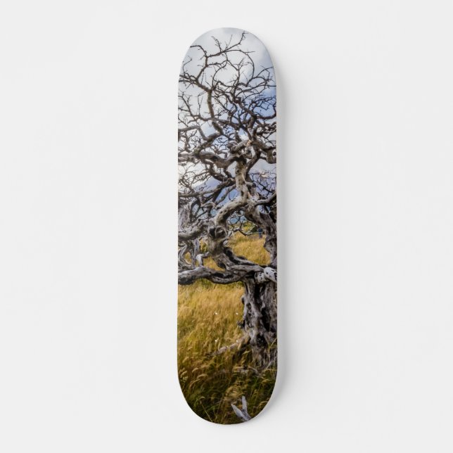 Burnt tree, Torres del Paine, Chile Skateboard (Front)