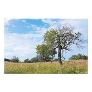 Burr Oak Trees and Prairie Photo Print