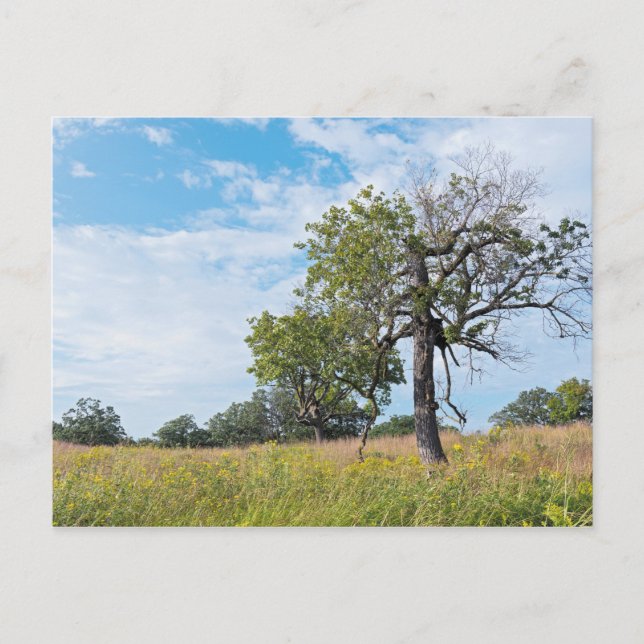 Burr Oak Trees and Prairie Postcard (Front)