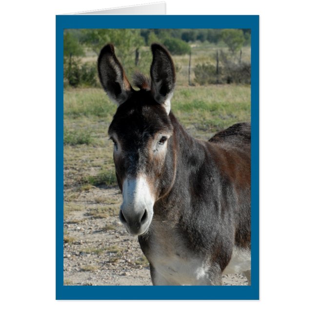 Burro (Front)