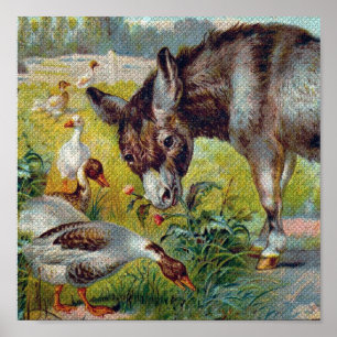 Burro and Geese Poster