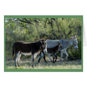 "Burro Family"