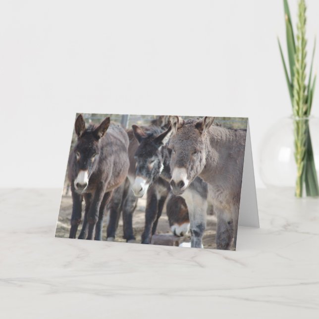 Burro Greeting Card (Front)
