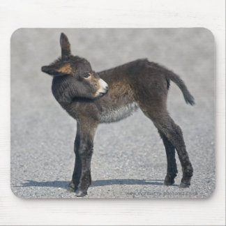 Burro Mousemat