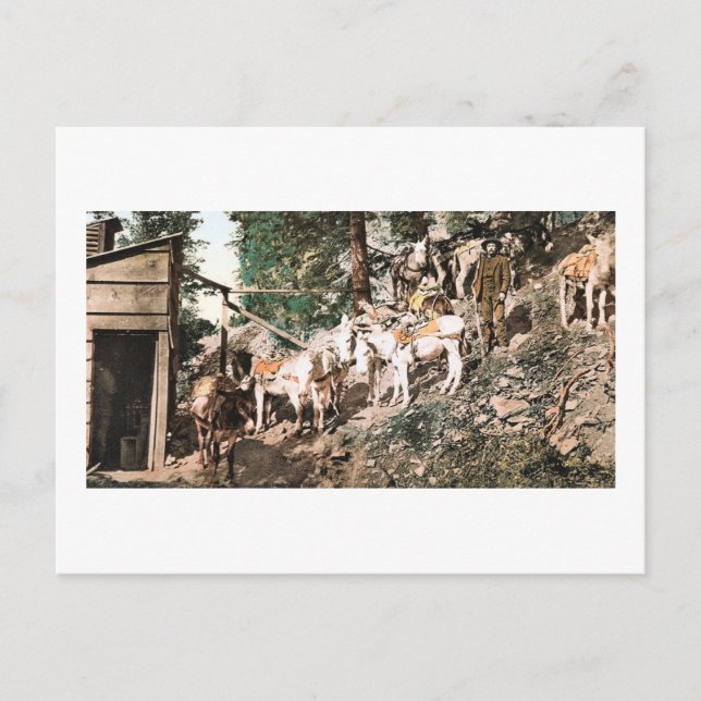 Burros at Silver Mine Colorado 1904 Postcard (Front)