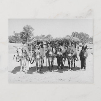 Burros Postcard